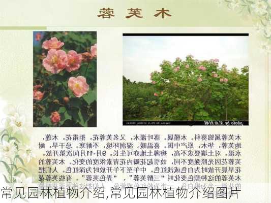 常见园林植物介绍,常见园林植物介绍图片