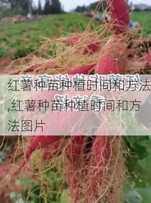 红薯种苗种植时间和方法,红薯种苗种植时间和方法图片