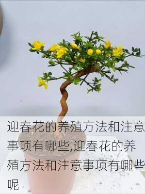 迎春花的养殖方法和注意事项有哪些,迎春花的养殖方法和注意事项有哪些呢