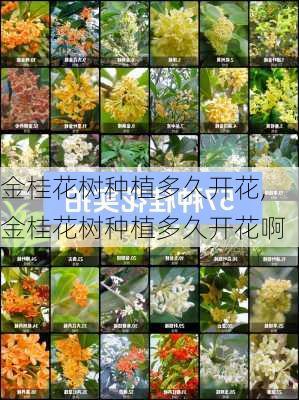 金桂花树种植多久开花,金桂花树种植多久开花啊