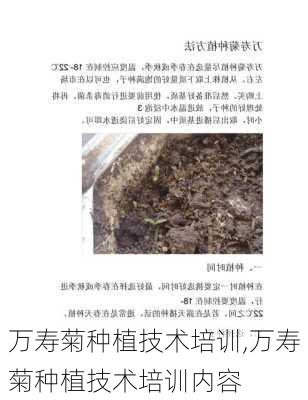 万寿菊种植技术培训,万寿菊种植技术培训内容