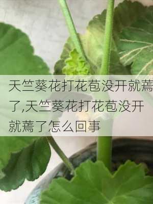 天竺葵花打花苞没开就蔫了,天竺葵花打花苞没开就蔫了怎么回事