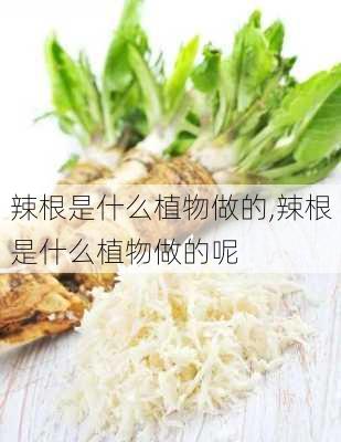 辣根是什么植物做的,辣根是什么植物做的呢