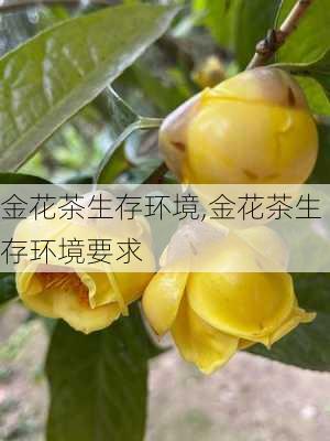 金花茶生存环境,金花茶生存环境要求