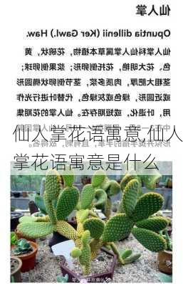 仙人掌花语寓意,仙人掌花语寓意是什么