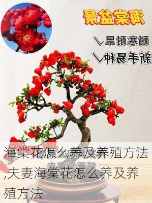 海棠花怎么养及养殖方法,夫妻海棠花怎么养及养殖方法