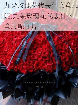 九朵玫瑰花代表什么意思呢,九朵玫瑰花代表什么意思呢图片