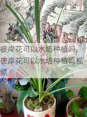 彼岸花可以水培种植吗,彼岸花可以水培种植吗视频