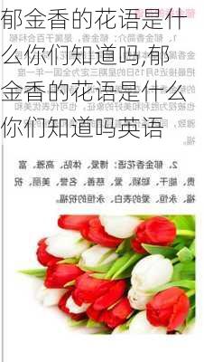 郁金香的花语是什么你们知道吗,郁金香的花语是什么你们知道吗英语