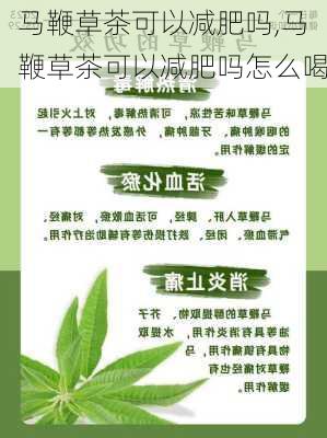 马鞭草茶可以减肥吗,马鞭草茶可以减肥吗怎么喝