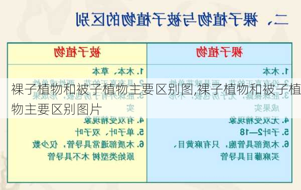 裸子植物和被子植物主要区别图,裸子植物和被子植物主要区别图片