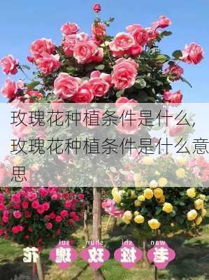 玫瑰花种植条件是什么,玫瑰花种植条件是什么意思