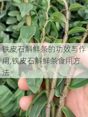 铁皮石斛鲜条的功效与作用,铁皮石斛鲜条食用方法