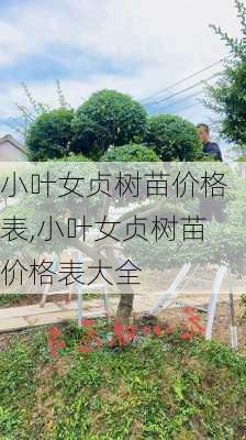 小叶女贞树苗价格表,小叶女贞树苗价格表大全