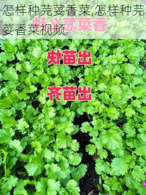 怎样种芫荽香菜,怎样种芫荽香菜视频