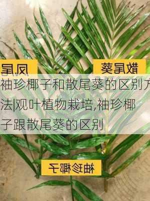 袖珍椰子和散尾葵的区别方法|观叶植物栽培,袖珍椰子跟散尾葵的区别