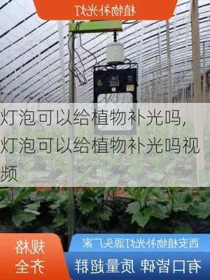 灯泡可以给植物补光吗,灯泡可以给植物补光吗视频