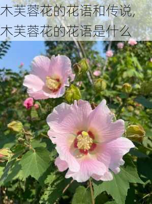 木芙蓉花的花语和传说,木芙蓉花的花语是什么