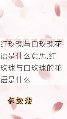 红玫瑰与白玫瑰花语是什么意思,红玫瑰与白玫瑰的花语是什么