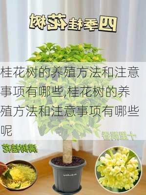 桂花树的养殖方法和注意事项有哪些,桂花树的养殖方法和注意事项有哪些呢