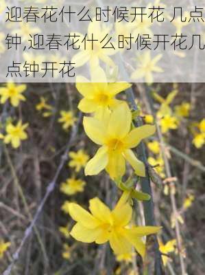 迎春花什么时候开花 几点钟,迎春花什么时候开花几点钟开花