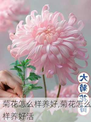 菊花怎么样养好,菊花怎么样养好活