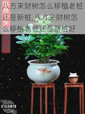 八方来财树怎么移植老桩还是新桩,八方来财树怎么移植老桩还是新桩好