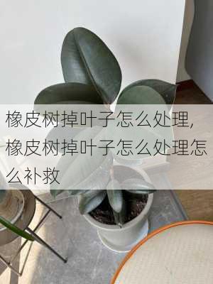 橡皮树掉叶子怎么处理,橡皮树掉叶子怎么处理怎么补救