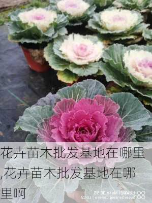 花卉苗木批发基地在哪里,花卉苗木批发基地在哪里啊