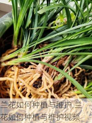 兰花如何种植与维护,兰花如何种植与维护视频