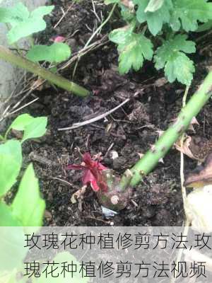 玫瑰花种植修剪方法,玫瑰花种植修剪方法视频