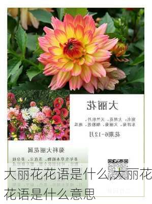 大丽花花语是什么,大丽花花语是什么意思