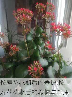 长寿花花期后的养护,长寿花花期后的养护与管理