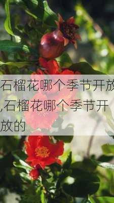 石榴花哪个季节开放,石榴花哪个季节开放的