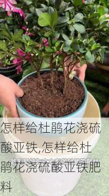 怎样给杜鹃花浇硫酸亚铁,怎样给杜鹃花浇硫酸亚铁肥料