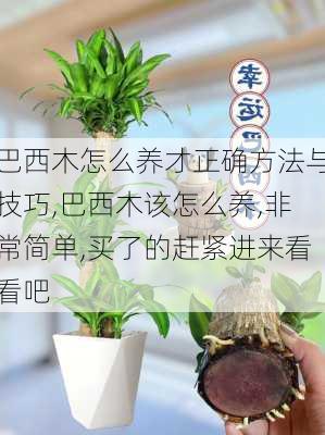 巴西木怎么养才正确方法与技巧,巴西木该怎么养,非常简单,买了的赶紧进来看看吧