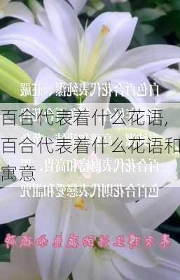 百合代表着什么花语,百合代表着什么花语和寓意