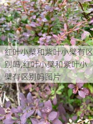 红叶小檗和紫叶小檗有区别吗,红叶小檗和紫叶小檗有区别吗图片