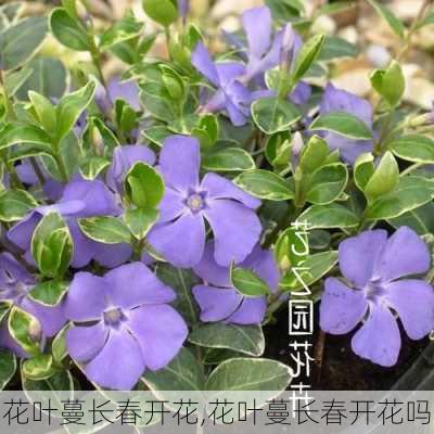 花叶蔓长春开花,花叶蔓长春开花吗