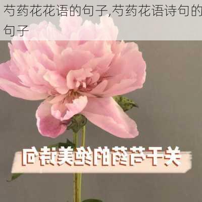 芍药花花语的句子,芍药花语诗句的句子