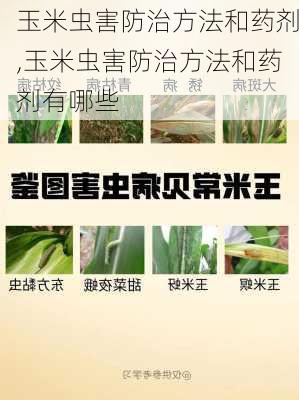 玉米虫害防治方法和药剂,玉米虫害防治方法和药剂有哪些