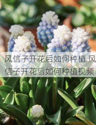 风信子开花后如何种植,风信子开花后如何种植视频