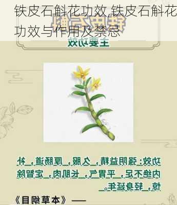 铁皮石斛花功效,铁皮石斛花功效与作用及禁忌