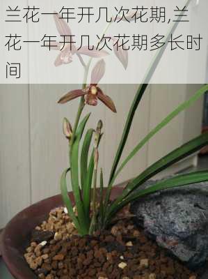 兰花一年开几次花期,兰花一年开几次花期多长时间