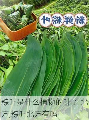 粽叶是什么植物的叶子 北方,粽叶北方有吗