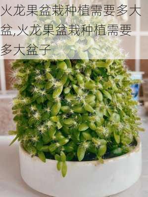 火龙果盆栽种植需要多大盆,火龙果盆栽种植需要多大盆子