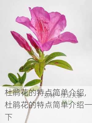 杜鹃花的特点简单介绍,杜鹃花的特点简单介绍一下