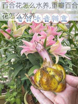 百合花怎么水养,重瓣百合花怎么水养