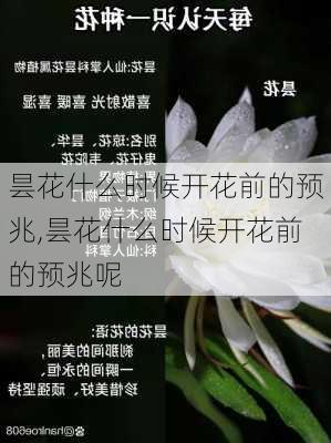 昙花什么时候开花前的预兆,昙花什么时候开花前的预兆呢