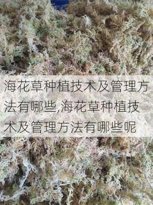 海花草种植技术及管理方法有哪些,海花草种植技术及管理方法有哪些呢